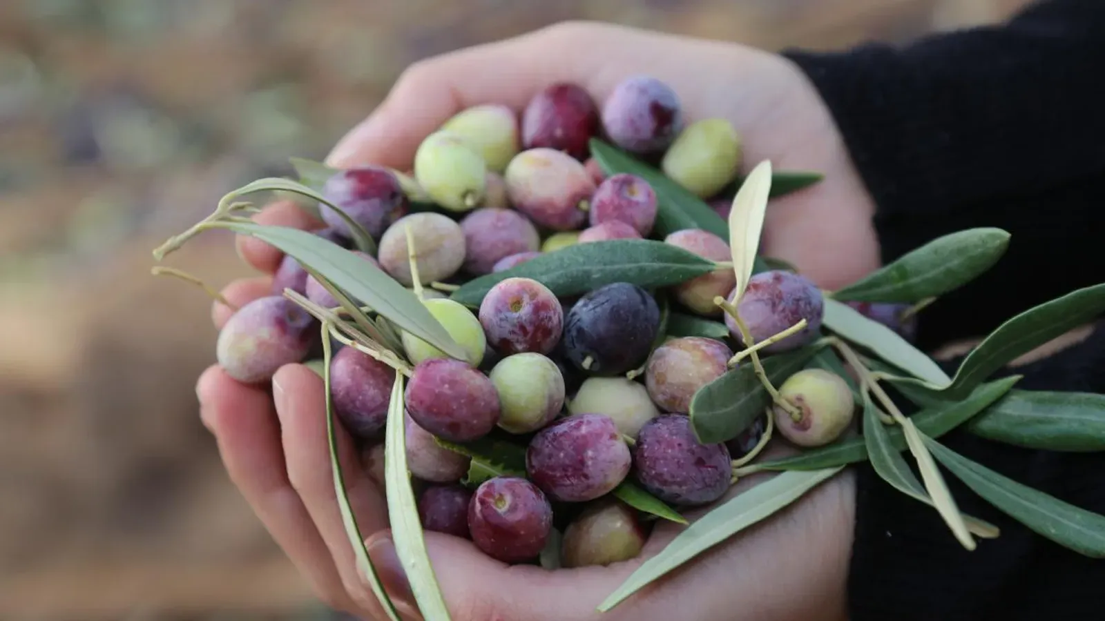 Türkiye'nin Zeytin Üretimi 2024'te Rekor Kırdı